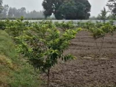 8.5 Bigha (Mango Garden) for Sale on High Way (NH - 58) Near Khatauli