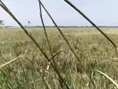 22 Bigha Agriculture Land for Sale near Khatauli Highway (NH-58)