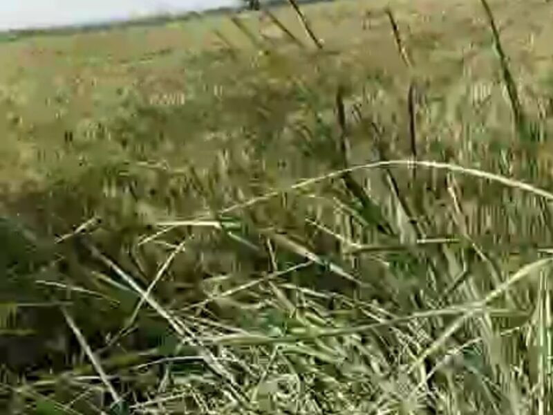 55 Bigha Agriculture Land near Upper Ganga Canal and Near Sports University Salawa
