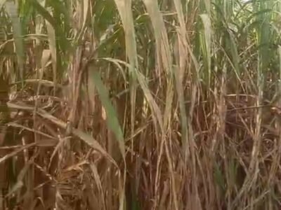 2 Bigha Agriculture Land Near Upper Ganga Canal Road, Near sports University Salawa