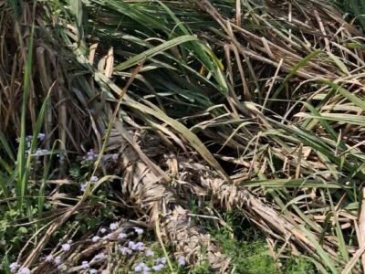 22 Bigha Agriculture Land on Dadri - Salawa Road for Sale (Near Sport University)