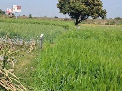 5.5 Bigha Agriculture Land for Sale Near Sports University Salwa