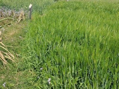 14 Bigha Agriculture Land for Sale Near Salawa Village, Meerut