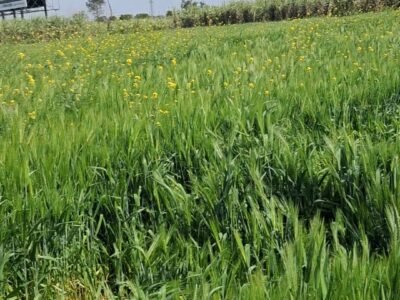 8 Bigha Agriculture Land for Sale in front of Sport University, Salawa