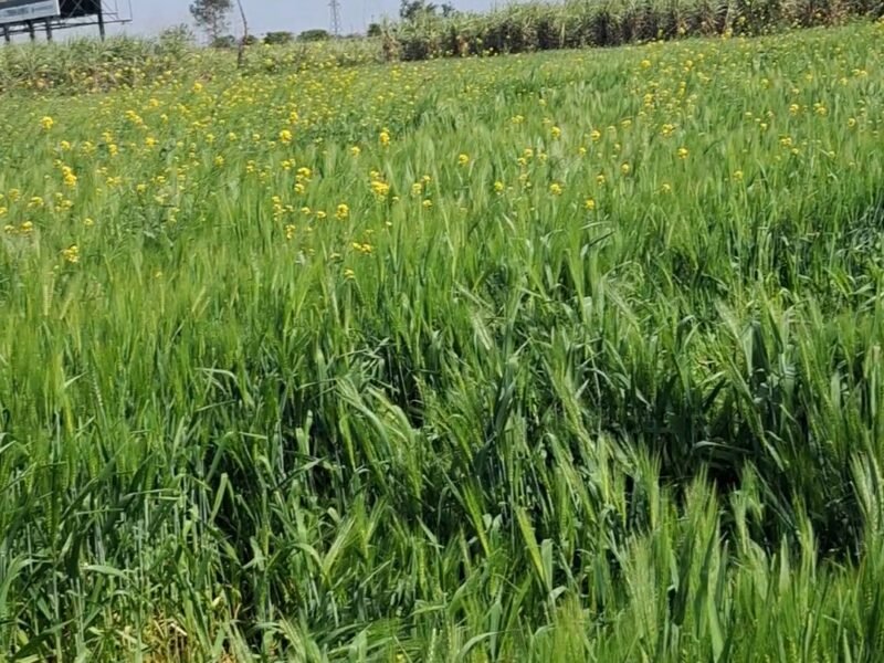 8 Bigha Agriculture Land for Sale in front of Sport University, Salawa