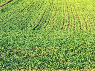 10 Bigha Agriculture Land near Khatauli