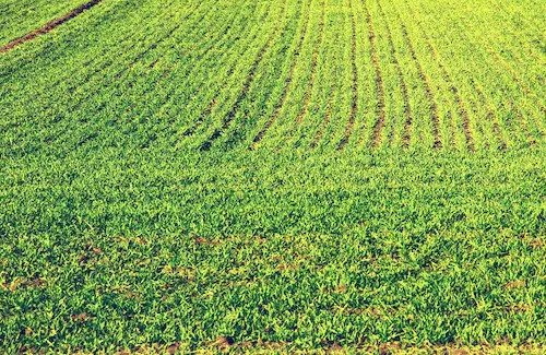 10 Bigha Agriculture Land near Khatauli