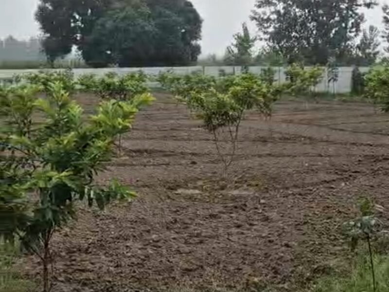 94 Bigha Fertile Garden(Baag) for Sale in Muzaffarnagar, Uttar Pradesh – On National Highway 334 (Old NH 58).