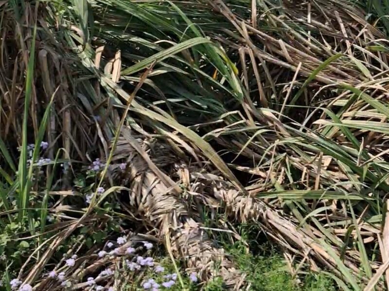 28 Bigha Garden (Baag) for sale Near Khathali - Jansth Road, Muzaffar Nagar (U P)