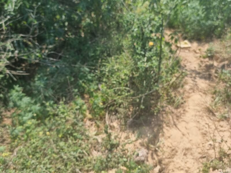 10 Bigha Land for Sale at Village Bhup Khar, Khatauli