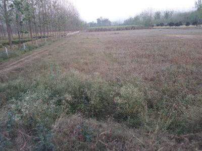 108 Bigha Low Cost Agricultural Land for Sale near Mawana, Meerut – Ideal for Investment & Farming