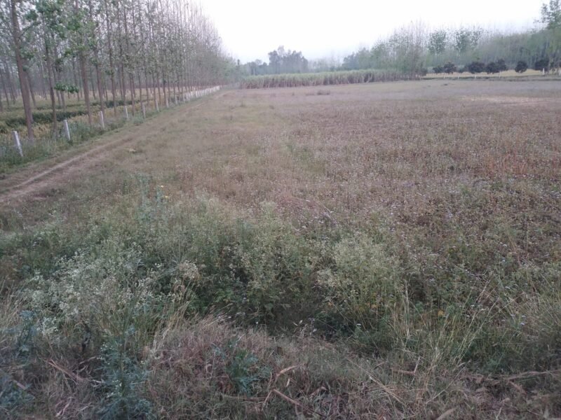 108 Bigha Low Cost Agricultural Land for Sale near Mawana, Meerut – Ideal for Investment & Farming